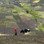 ECUADOR. Provincia de Chimborazo. Cantón Guamote. Mujer con sus animales