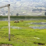 ECUADOR. Provincia de Chimborazo. Laguna de Colta