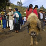 OTAVALO. Mercado de animales