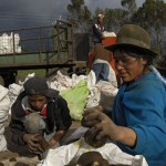 ECUADOR. Recogida de patatas en las proximidades de Aloasí