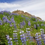 ISLANDIA. Campo de flores junto a Geysir (lupinus nootkatensis)
