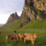 ISLANDIA. Paisaje en la carretera nº1. Tramo sur, cerca de Dirhólaey.