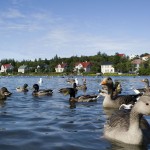 ISLANDIA. Reykjavík. Lago Tjörmin