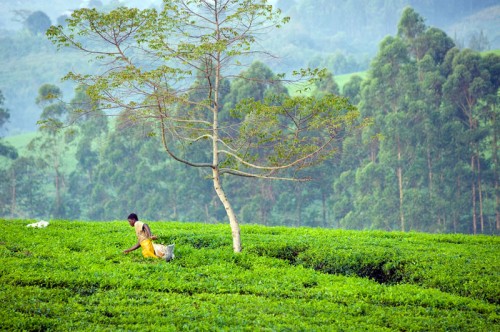 Uganda. Campos de té de Fort Portal