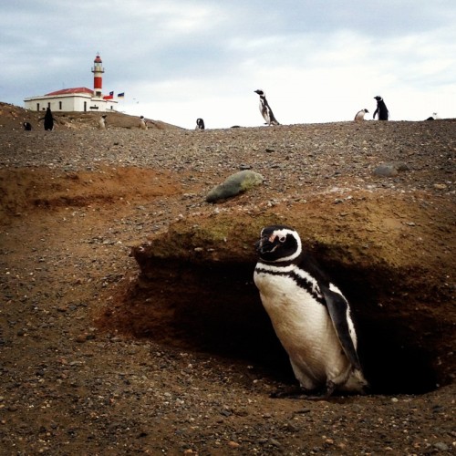 Pingüinos en isla Magdalena