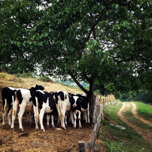 Camino Primitivo Asturias_06