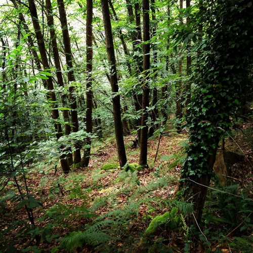 Camino Primitivo Asturias_18
