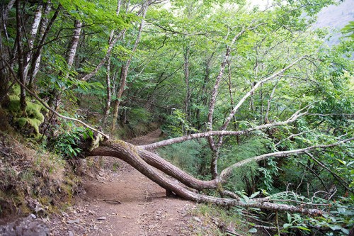 Camino Primitivo Asturias_56