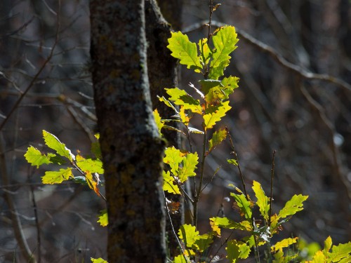90-250mm (180-500) f2.8 - ISO 800