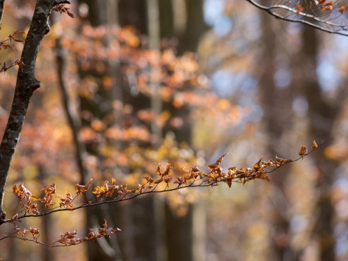 90-250mm (180-500) f2.8 - ISO 800