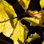 ISO 800 Recorte imagen al 100%